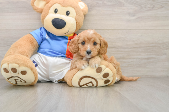 GENEVA, a Cavapoo littermate