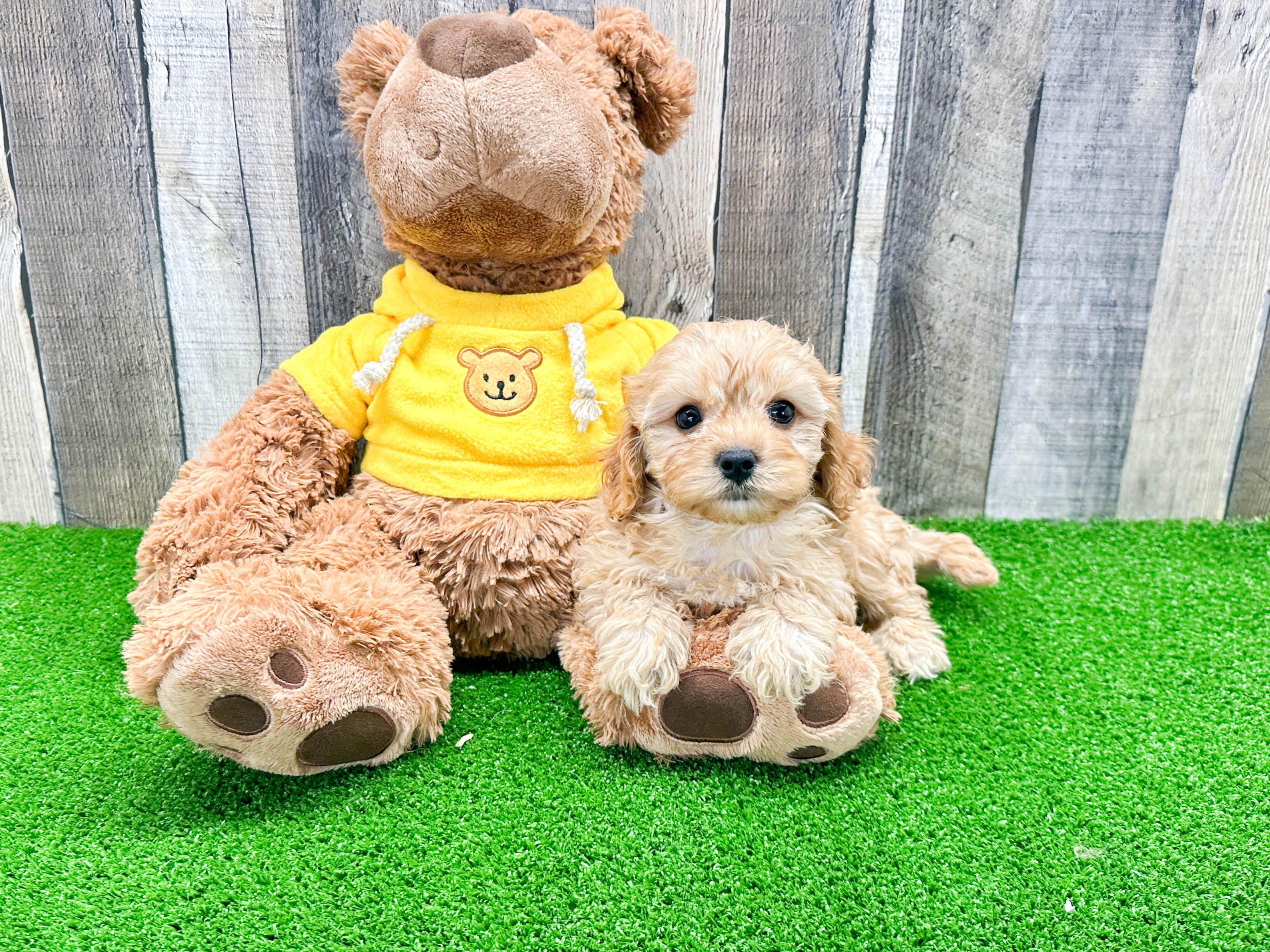 Energetic Cavoodle Poodle Mix Puppy