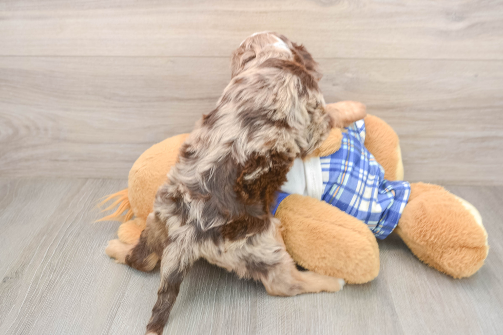 Cavapoo Puppy for Adoption