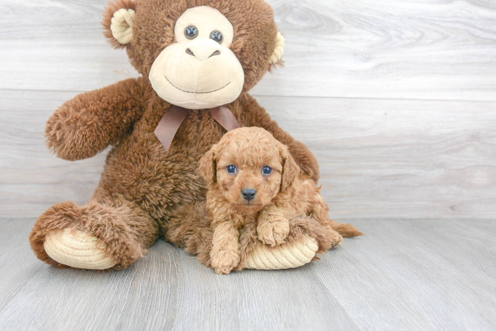 Funny Cavapoo Poodle Mix Pup