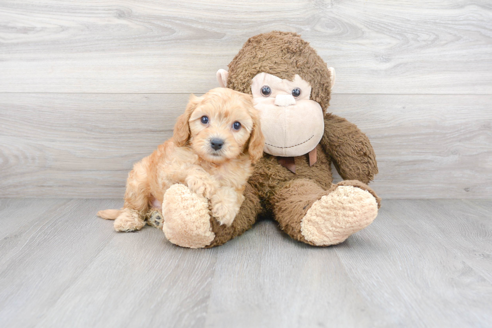 Petite Cavapoo Poodle Mix Pup