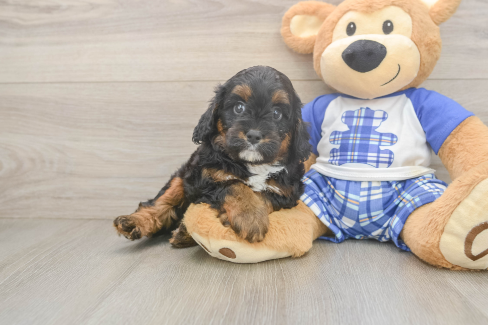 Cavapoo Puppy for Adoption