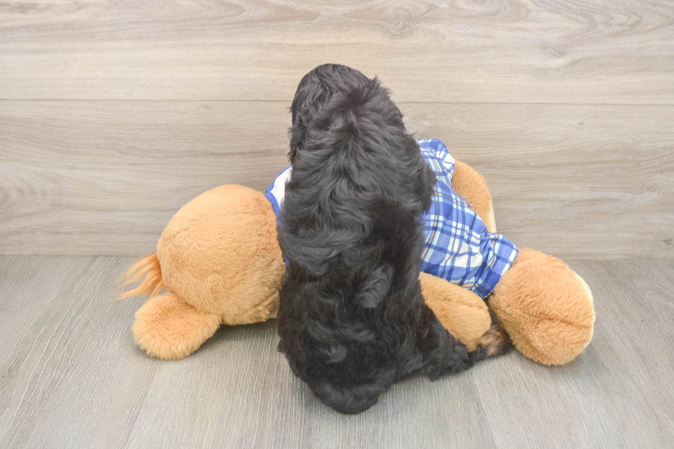 Little Cavipoo Poodle Mix Puppy