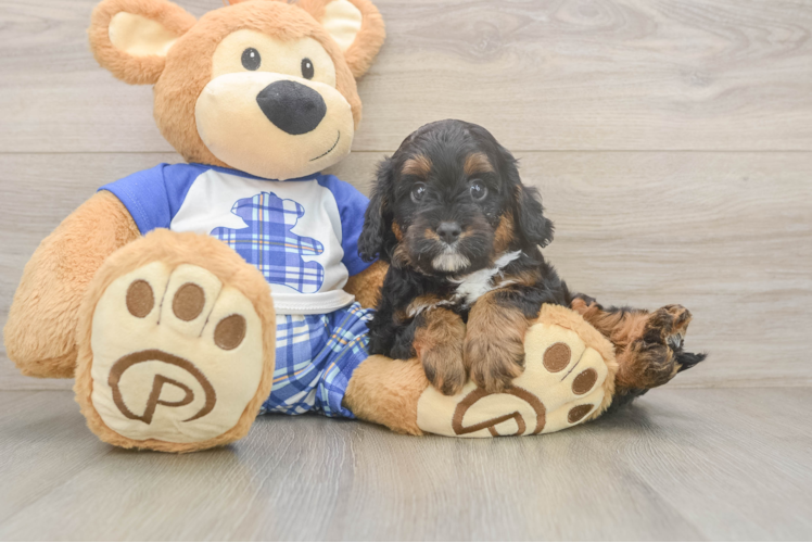 Smart Cavapoo Poodle Mix Pup