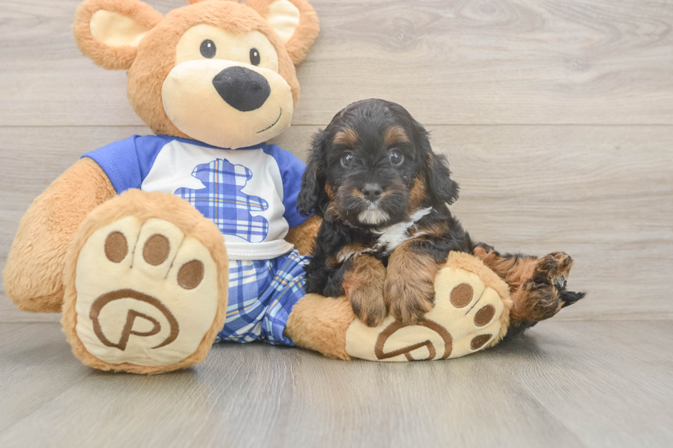 Smart Cavapoo Poodle Mix Pup