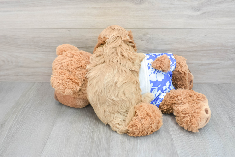 Popular Cavapoo Poodle Mix Pup