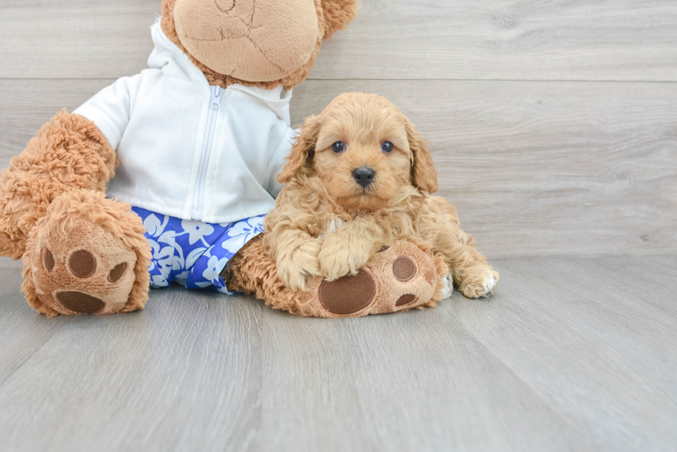 Playful Cavoodle Poodle Mix Puppy