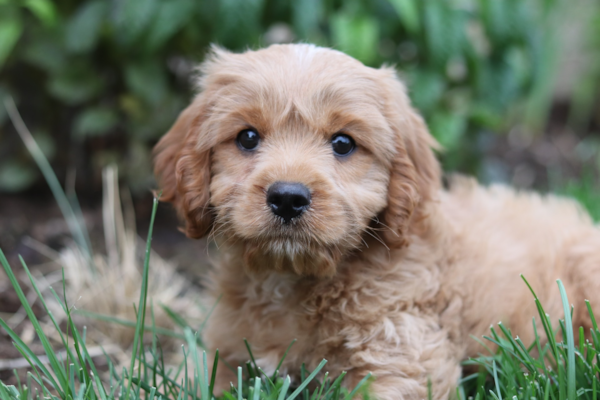 Cavapoo Haircuts: Cute  Haircuts for Cavapoos You’ll Love