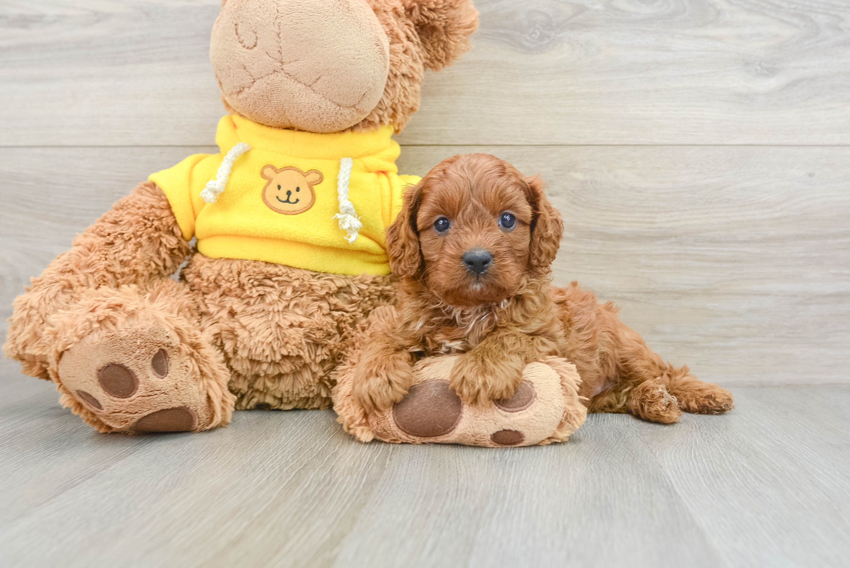 Adorable Cavalier King Charles Spaniel and Poodle Mix Poodle Mix Puppy
