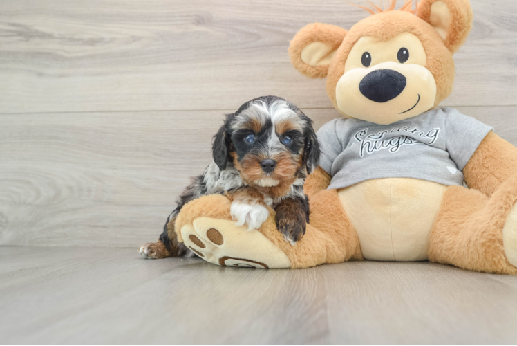 Small Cavapoo Baby