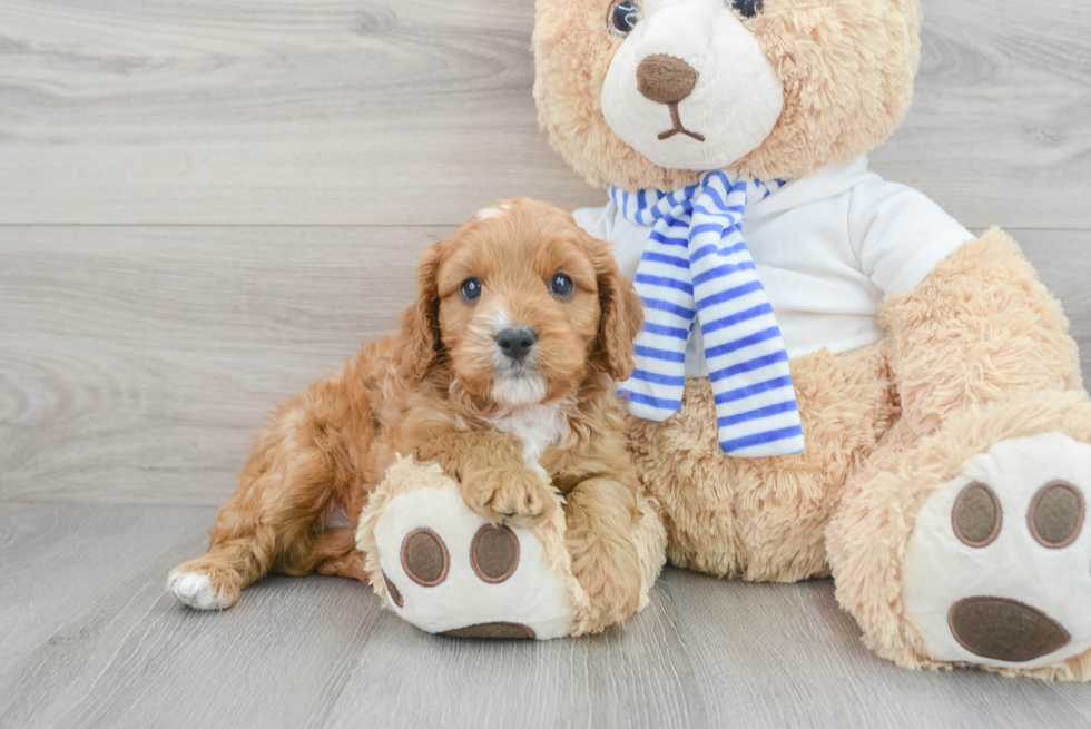 Cavapoo Puppy for Adoption