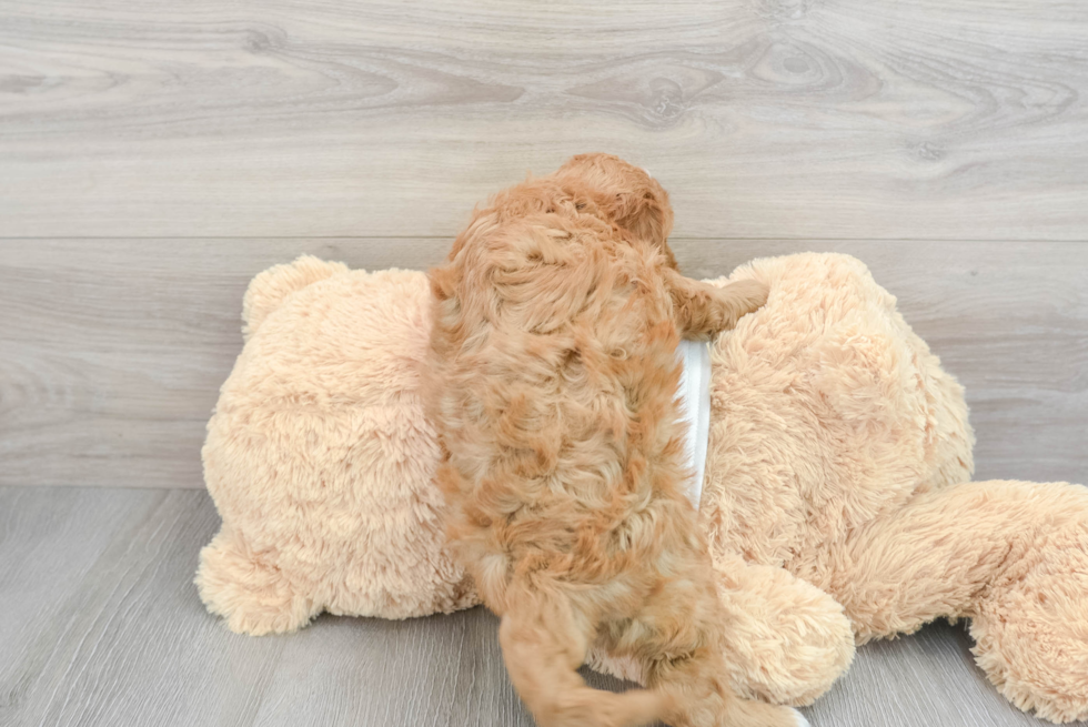 Funny Cavapoo Poodle Mix Pup