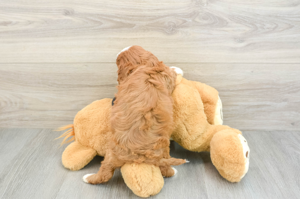 Cavapoo Pup Being Cute