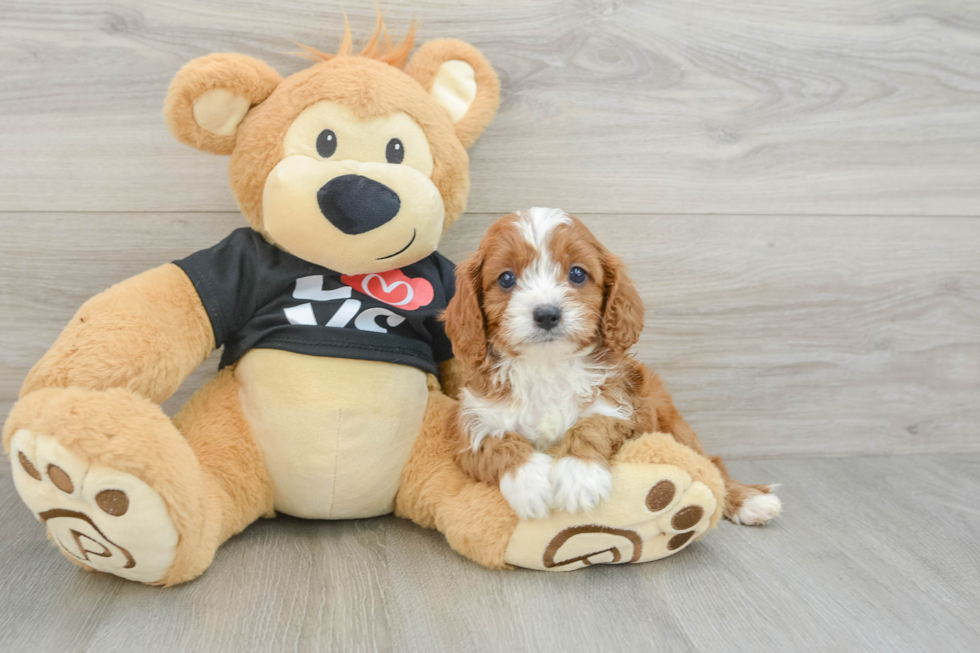 Sweet Cavapoo Baby