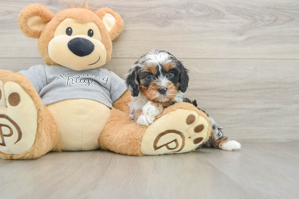 Cavapoo Pup Being Cute