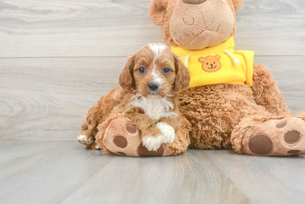 Small Cavapoo Baby