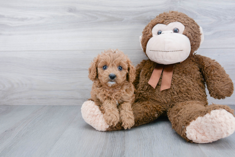 Cavapoo Puppy for Adoption