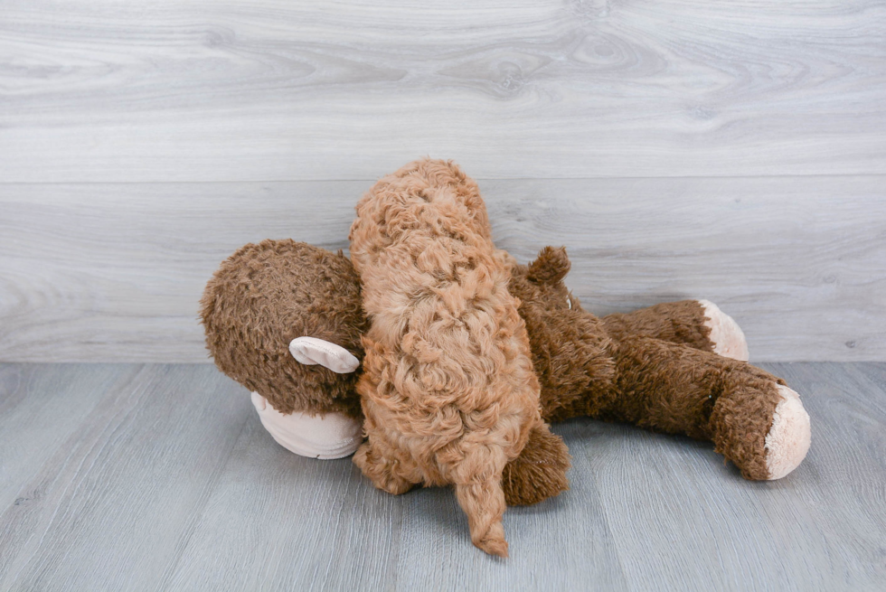 Popular Cavapoo Poodle Mix Pup