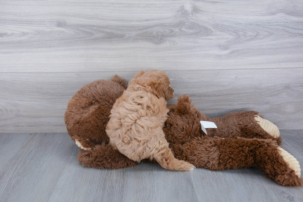 Popular Cavapoo Poodle Mix Pup