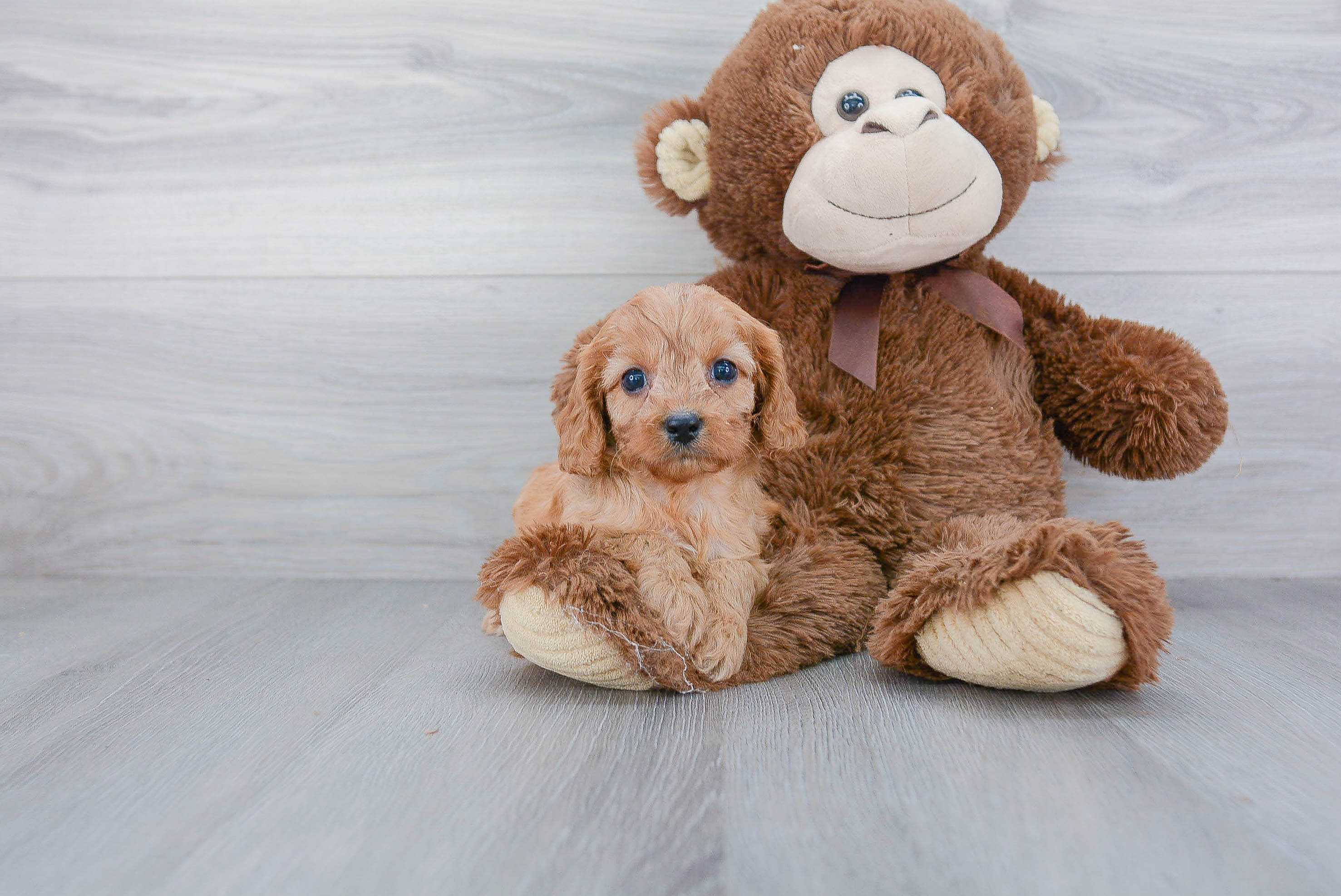Cavapoo Pup Being Cute