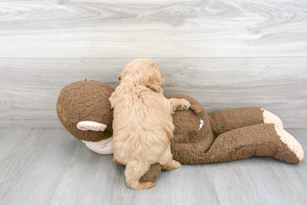 Cavapoo Puppy for Adoption