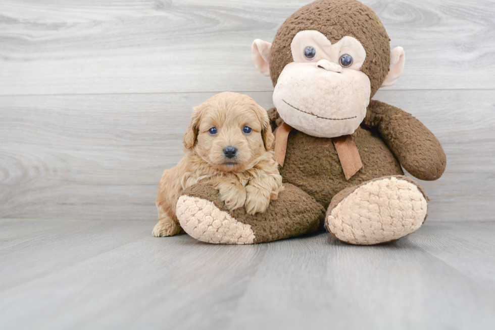 Cavapoo Puppy for Adoption