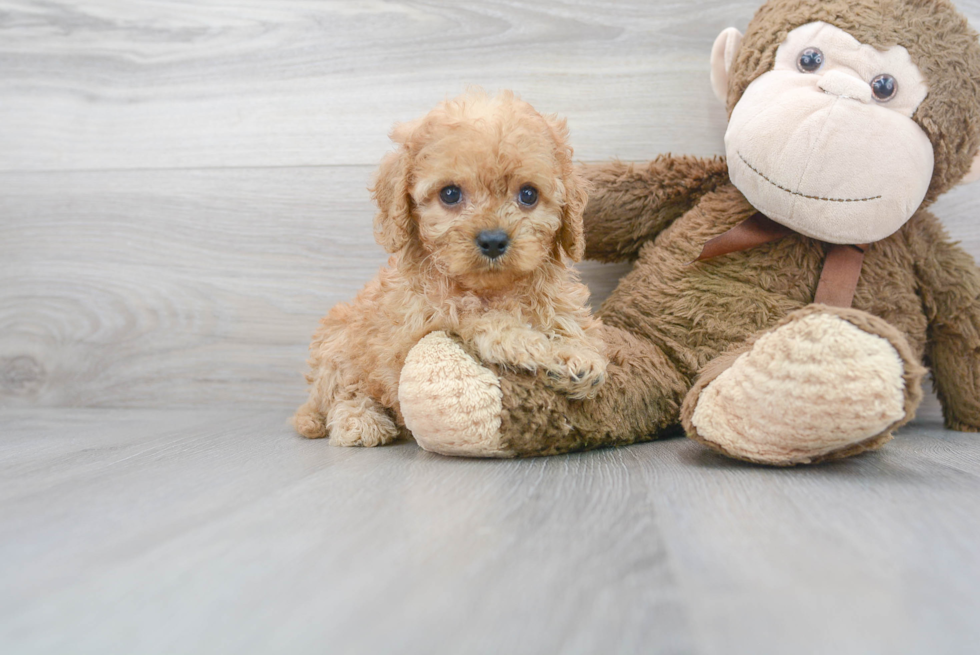 Petite Cavapoo Poodle Mix Pup
