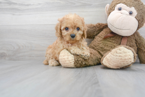 Petite Cavapoo Poodle Mix Pup