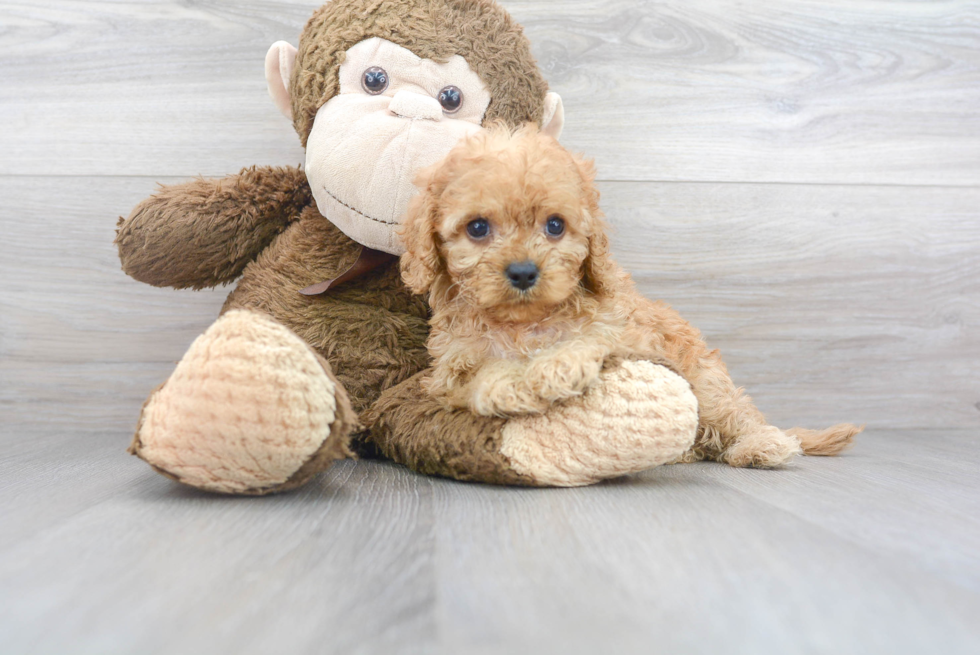 Cavapoo Puppy for Adoption