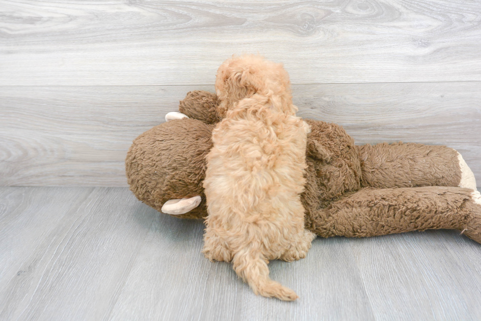 Funny Cavapoo Poodle Mix Pup