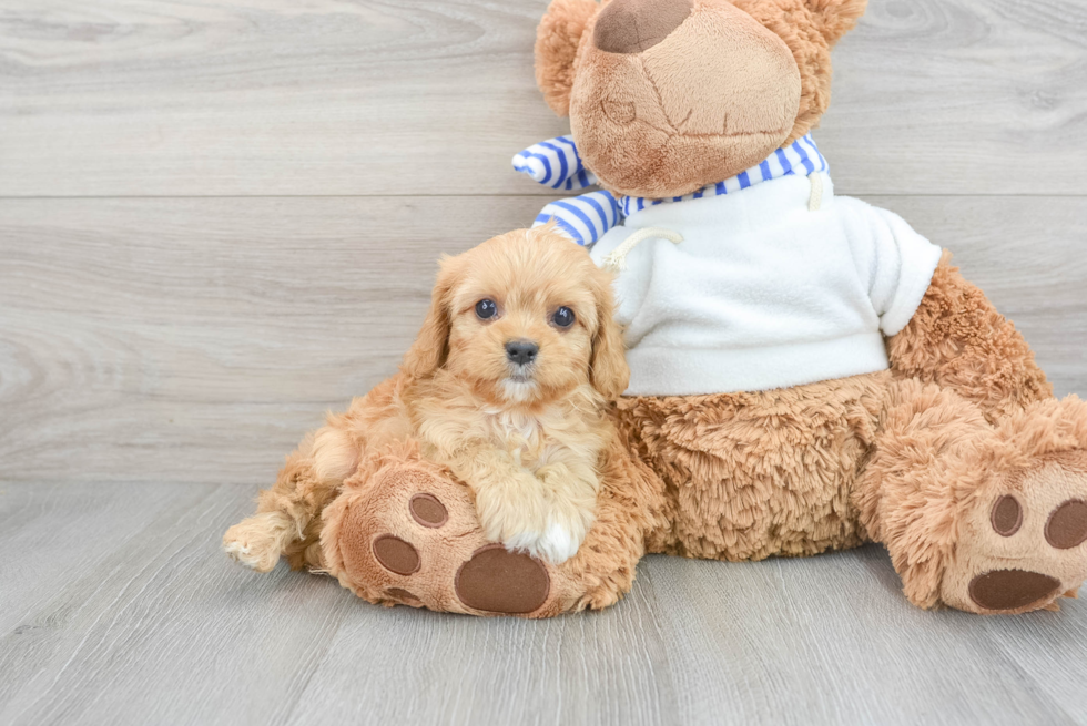 Cavapoo Pup Being Cute