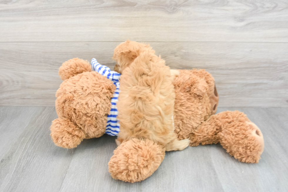 Friendly Cavapoo Baby