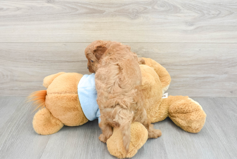 Cavapoo Puppy for Adoption
