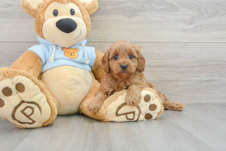 Playful Cavoodle Poodle Mix Puppy