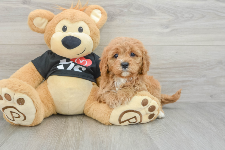 Popular Cavapoo Poodle Mix Pup