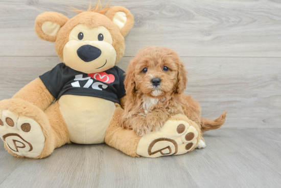 Popular Cavapoo Poodle Mix Pup