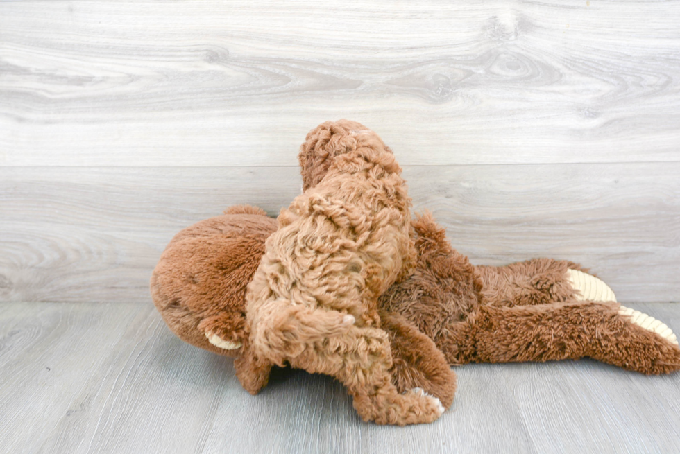 Fluffy Cavapoo Poodle Mix Pup