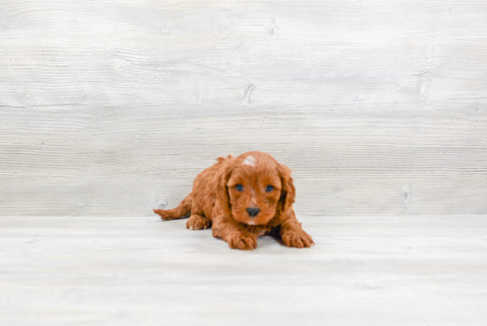 Best Cavapoo Baby