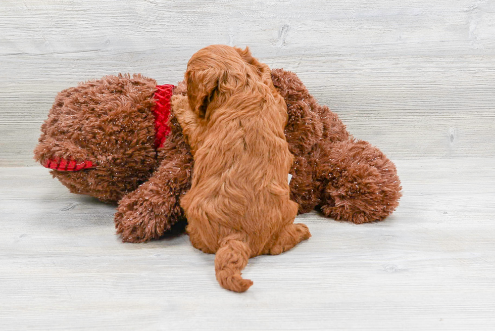Cavapoo Pup Being Cute