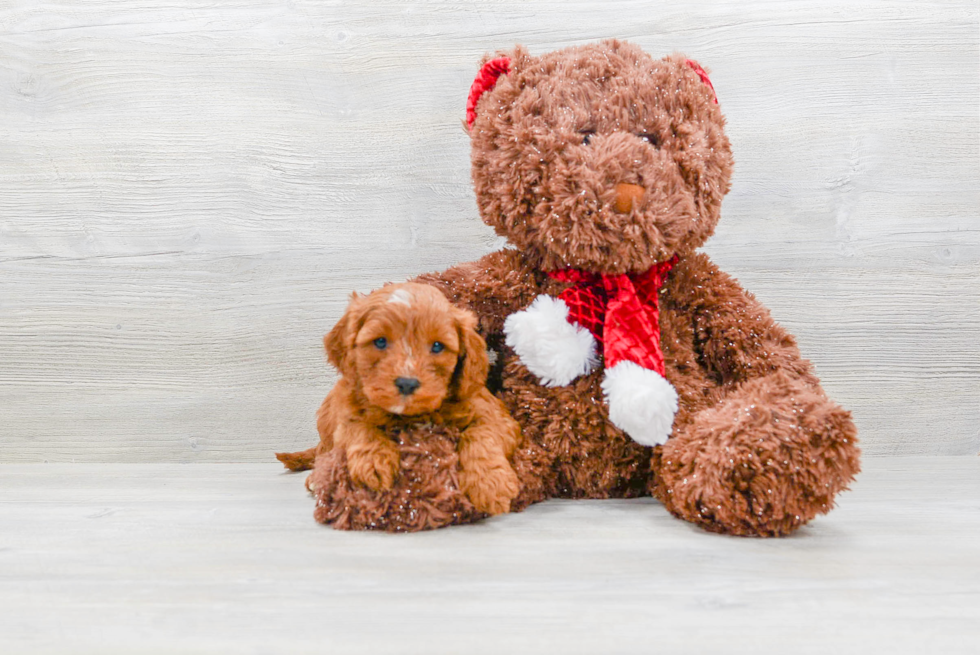 Sweet Cavapoo Baby