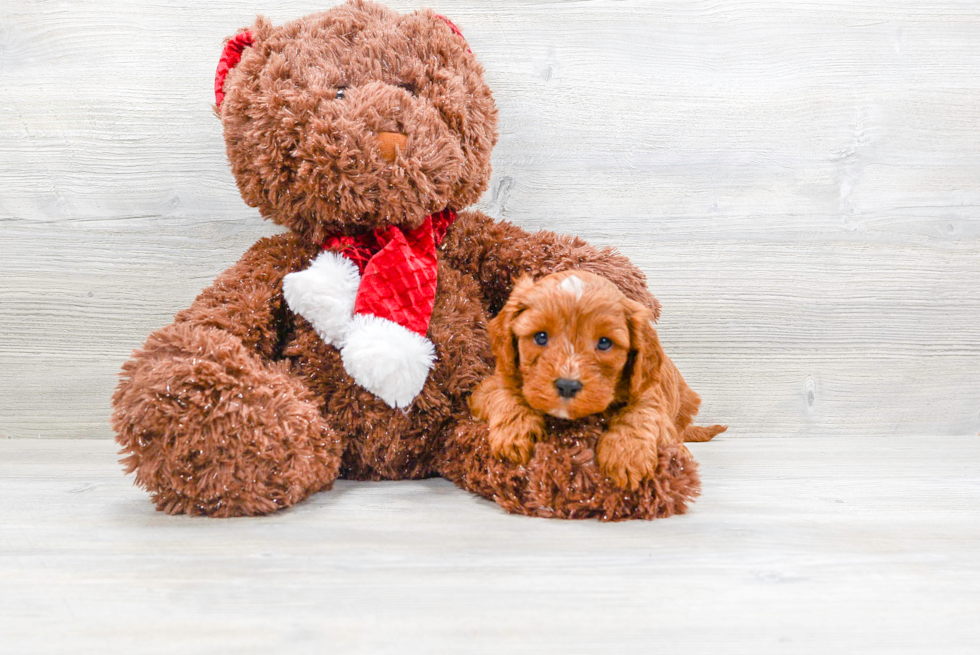 Adorable Cavoodle Poodle Mix Puppy