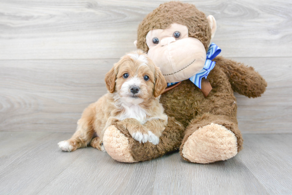 Cavapoo Pup Being Cute