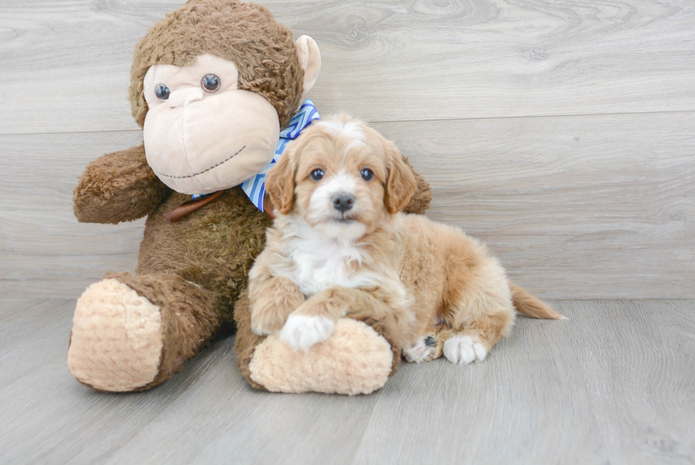 Hypoallergenic Cavoodle Poodle Mix Puppy