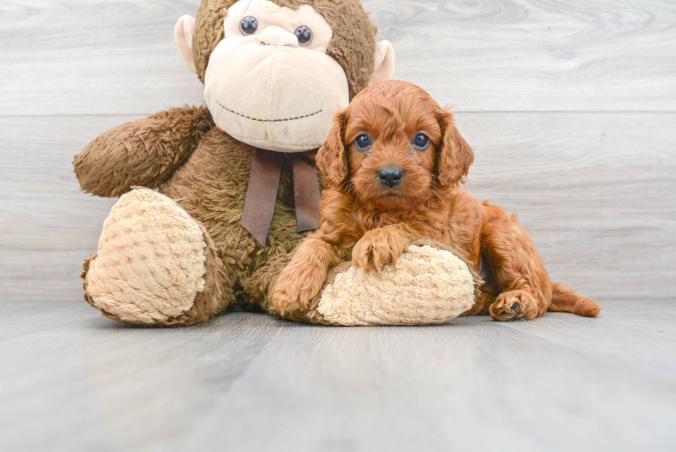 Cavapoo Puppy for Adoption