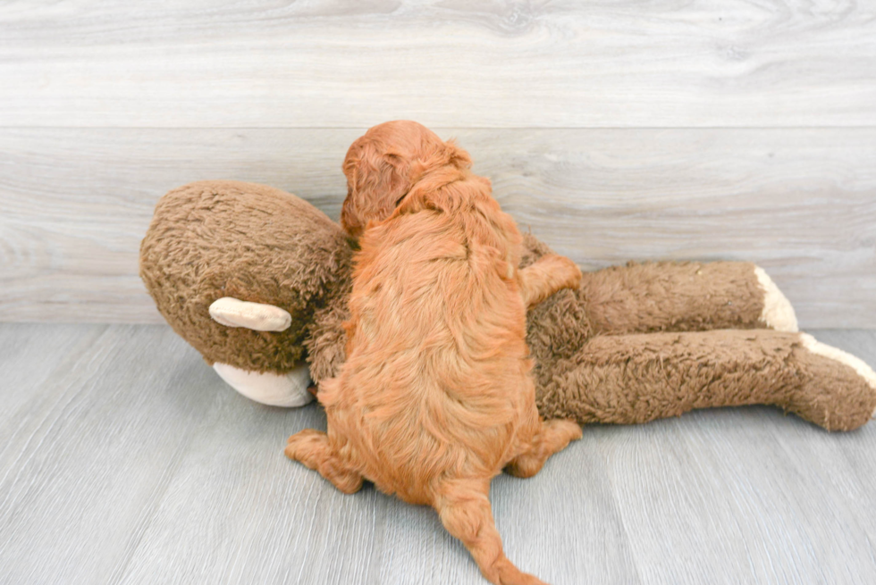 Petite Cavapoo Poodle Mix Pup