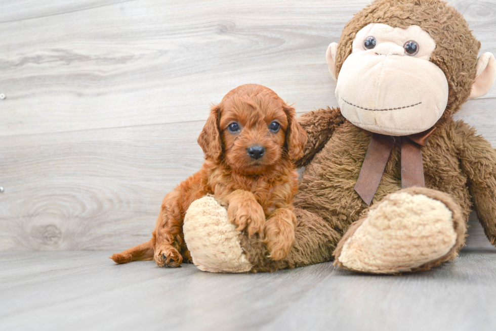 Playful Cavoodle Poodle Mix Puppy