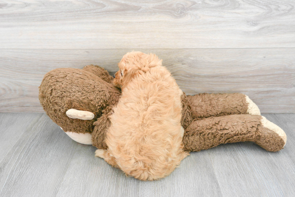 Cavapoo Pup Being Cute