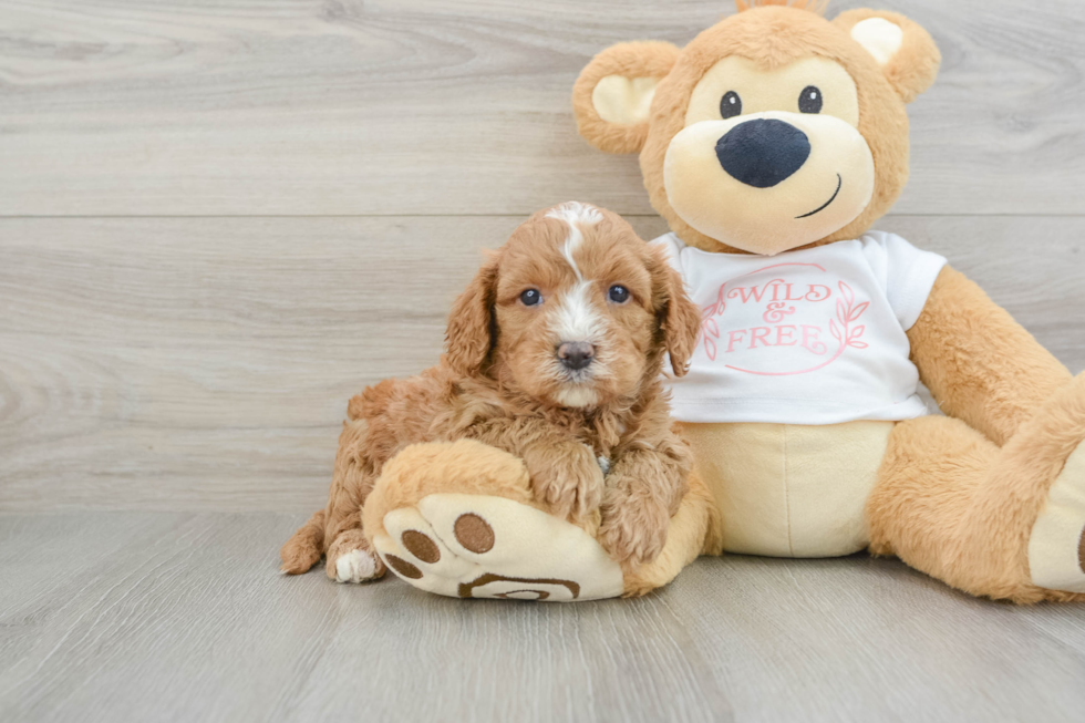 Cavapoo Puppy for Adoption