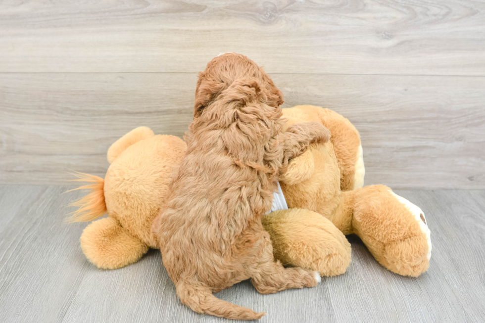 Playful Cavapoodle Poodle Mix Puppy