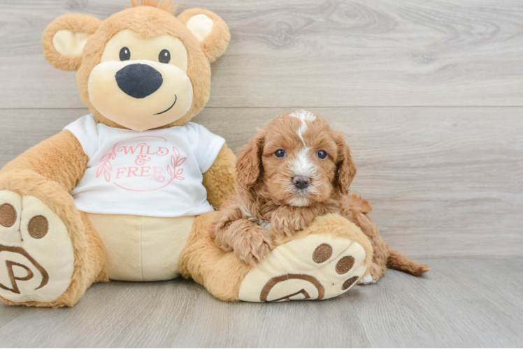 Popular Cavapoo Poodle Mix Pup
